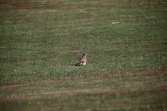 IMG_8170.jpg